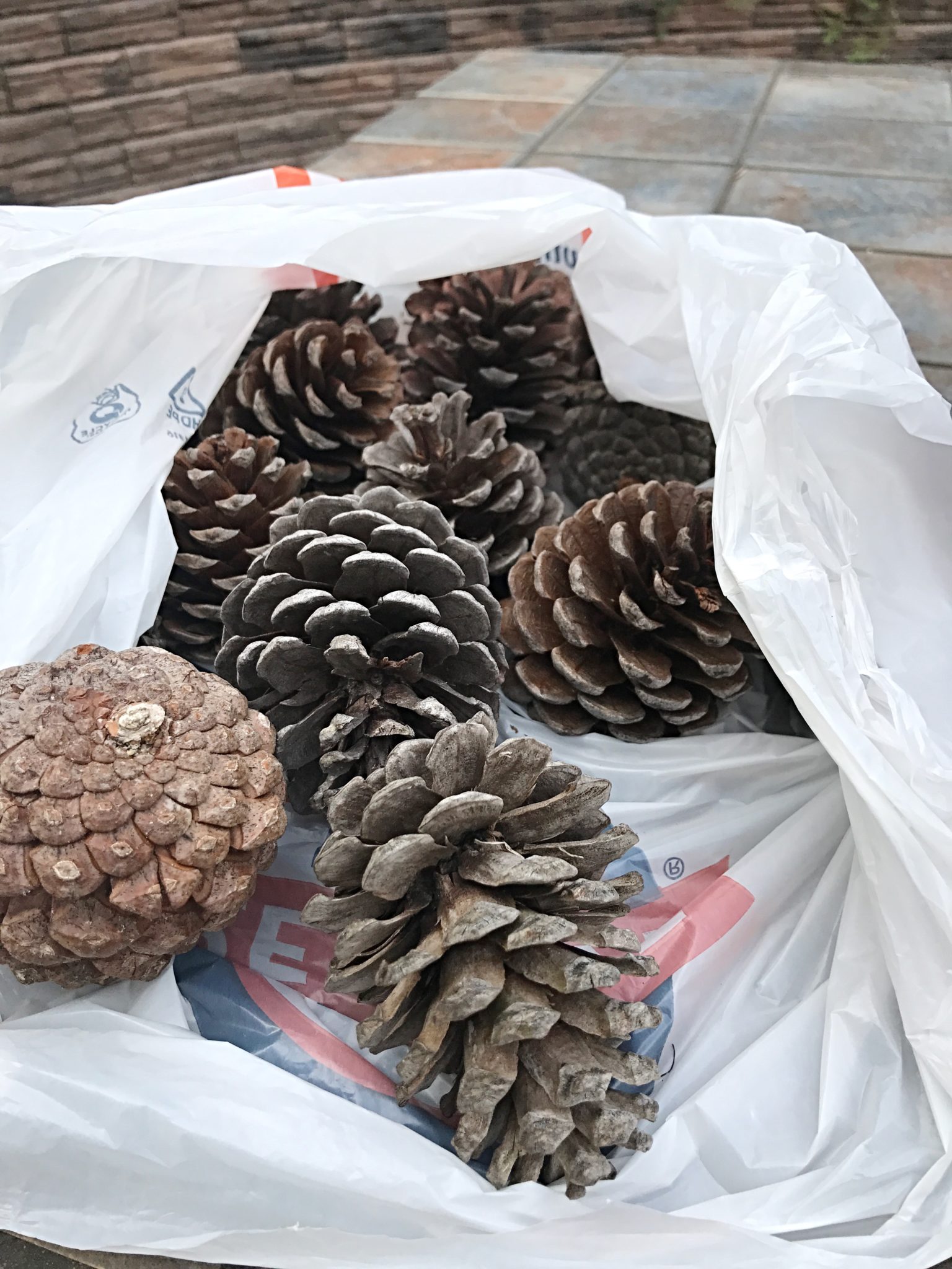 How To Clean and Preserve Pine Cones - Domestically Creative