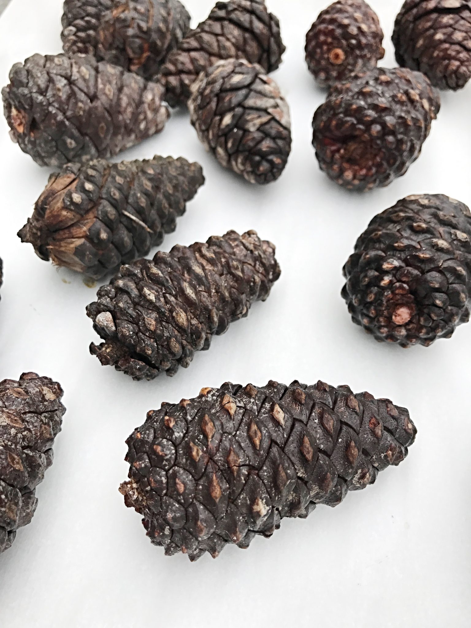 How To Clean Pine Cones For Crafts Step-by-Step (Bye Bugs!)