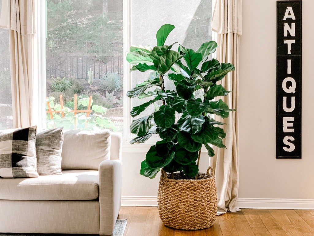 Beginners guide to fiddle leaf fig care - 5 simple steps!